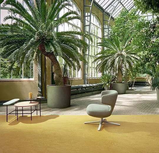 Marmoleum Fresco - Sinappi