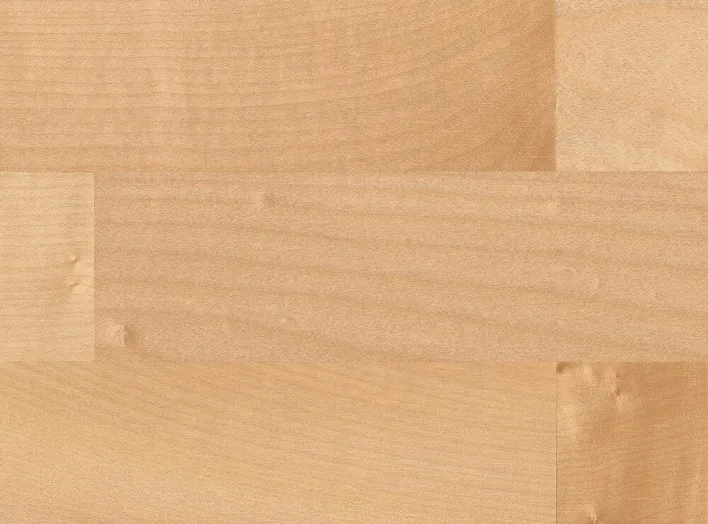 3-sauvainen Eurooppalainen vaahtera Favorit nD