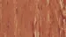 1055 Apricot