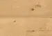 Avatara, Wood Perform, Oak Perseus, Pitkä lankku